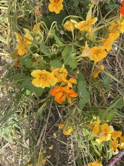 Tropaeolum majus