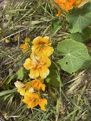 Tropaeolum majus