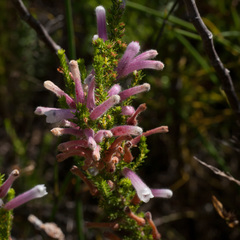 Erica perspicua