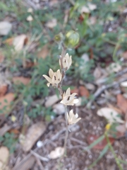 Linaria simplex