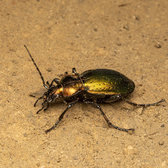 Carabus obsoletus