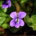 Common Blue Violet - Photo (c) Erika Betts, some rights reserved (CC BY-NC), uploaded by Erika Betts