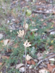 Linaria simplex