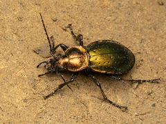 Carabus obsoletus