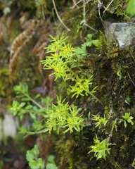 Sedum subtile