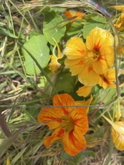 Tropaeolum majus