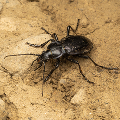 Carabus obsoletus