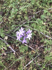 Dichelostemma