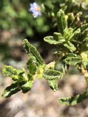 Ceanothus papillosus