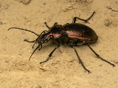 Carabus obsoletus