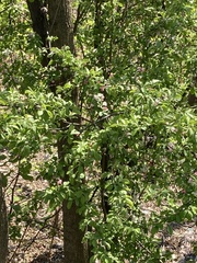Magnoliopsida