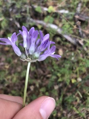 Dichelostemma