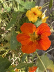 Tropaeolum majus