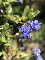 Ceanothus papillosus