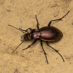 Carabus obsoletus
