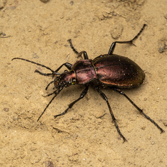 Carabus obsoletus