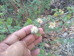 Mimosa texana