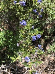 Ceanothus papillosus