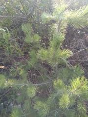 Pinus greggii
