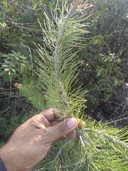 Pinus greggii