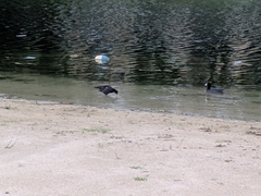 Gallinula galeata