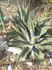 Agave asperrima