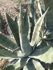 Agave asperrima