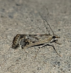 Loxostege allectalis