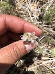 Phacelia curvipes