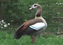 Alopochen aegyptiaca