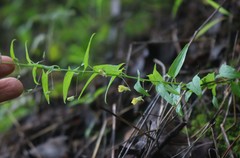 Nanorrhinum ramosissimum