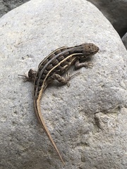 Sceloporus aeneus