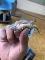 Sceloporus aeneus