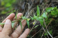 Nanorrhinum ramosissimum