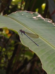 Argia fissa