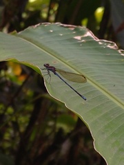 Argia fissa