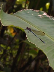 Argia fissa