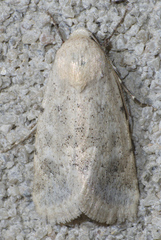 Leucocnemis perfundis