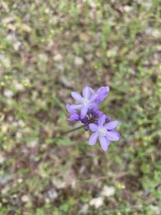 Dichelostemma