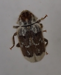 Trichodesma pulchella