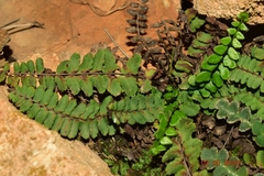 Asplenium azomanes