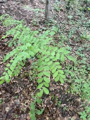 Styphnolobium
