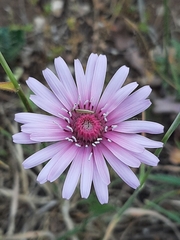 Crepis rubra
