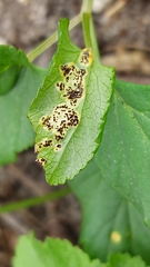 Puccinia aegopodii