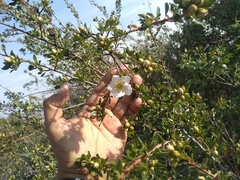 Lindleya mespiloides