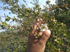 Lindleya mespiloides