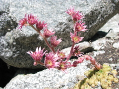 Sempervivum ingwersenii