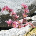 Sempervivum ingwersenii - Photo (c) Stas &amp; Lana, some rights reserved (CC BY-NC), uploaded by Stas &amp; Lana