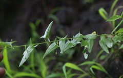 Nanorrhinum ramosissimum
