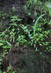 Nanorrhinum ramosissimum